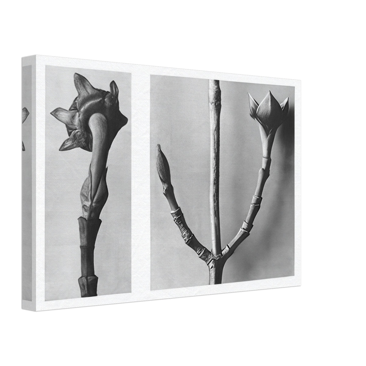 Art Forms in Nature 20 by Karl Blossfeldt, canvas, view 2