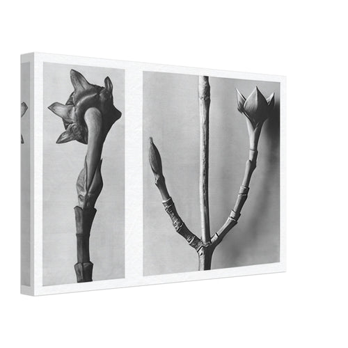 Art Forms in Nature 20 by Karl Blossfeldt, canvas, view 2