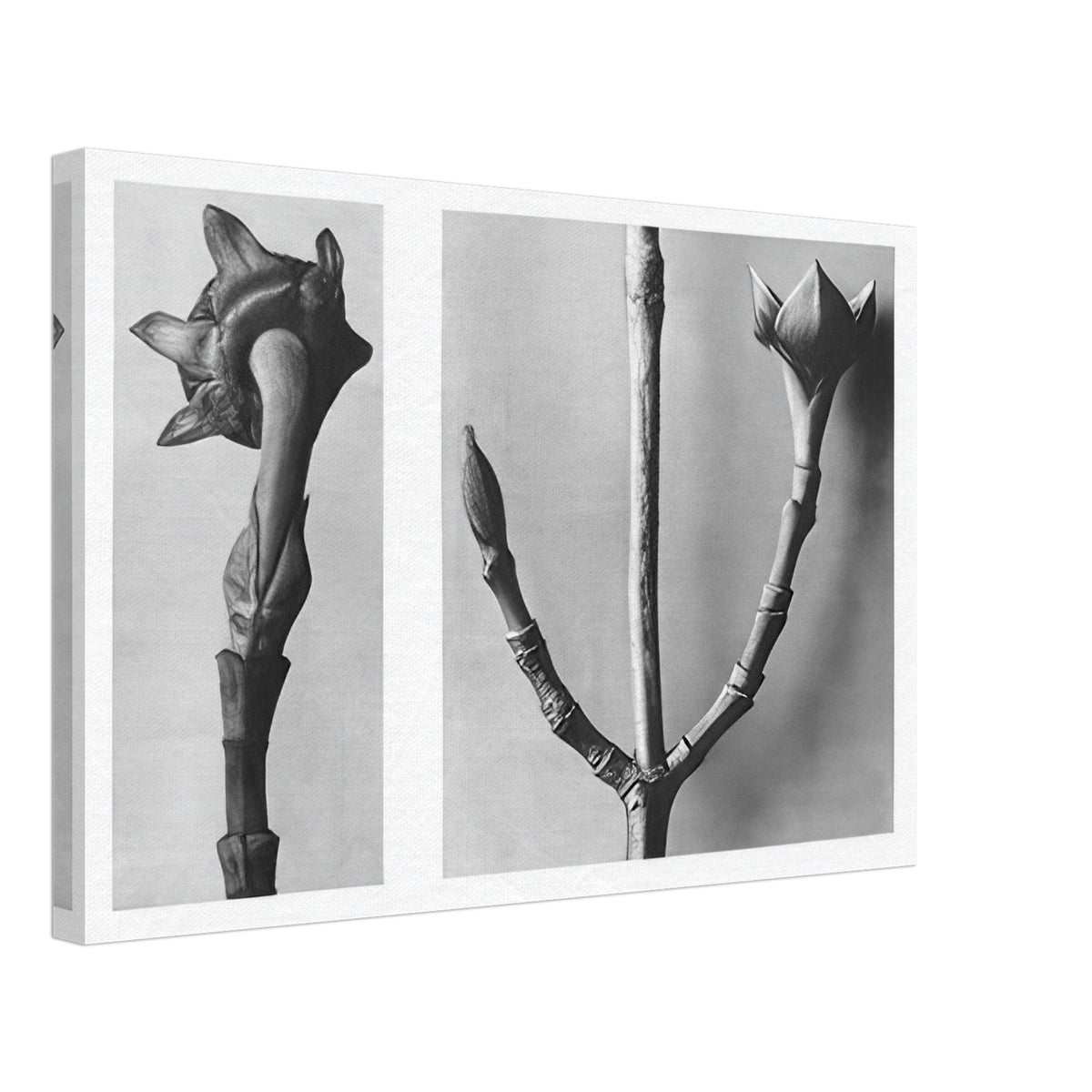 Art Forms in Nature 20 by Karl Blossfeldt, canvas