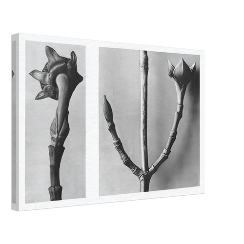 Art Forms in Nature 20 by Karl Blossfeldt, canvas