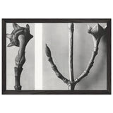 Art Forms in Nature 20 by Karl Blossfeldt, framed poster, view 2