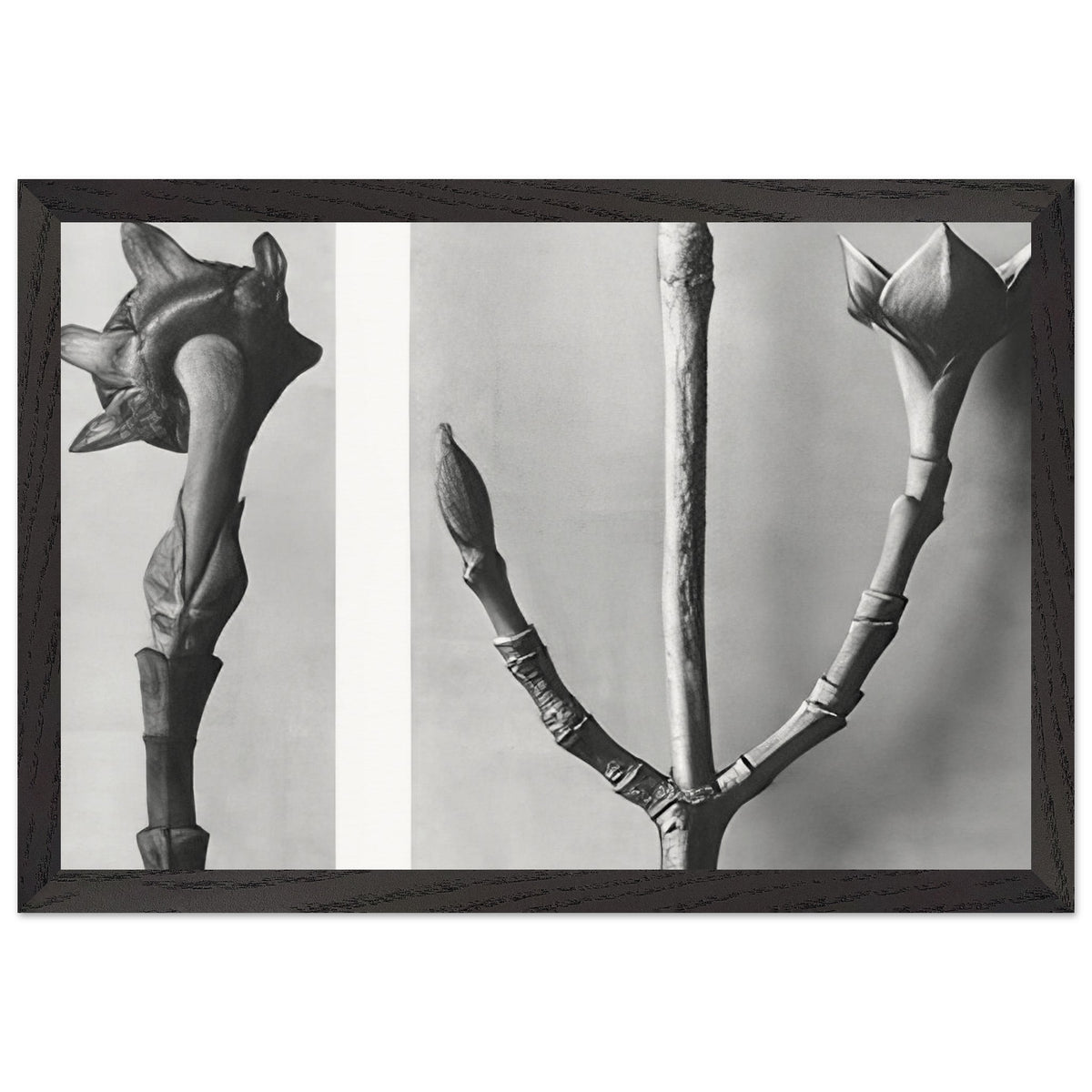 Art Forms in Nature 20 by Karl Blossfeldt, framed poster, view 2