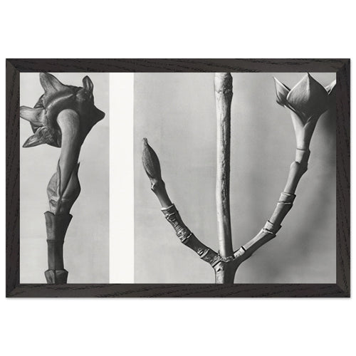 Art Forms in Nature 20 by Karl Blossfeldt, framed poster, view 2