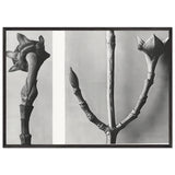 Art Forms in Nature 20 by Karl Blossfeldt, framed poster, view 3