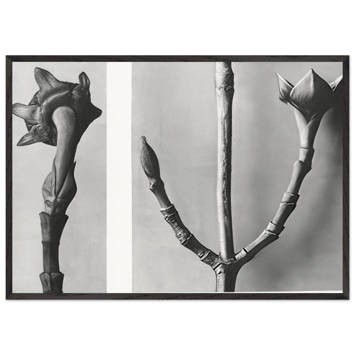 Art Forms in Nature 20 by Karl Blossfeldt, framed poster, view 3