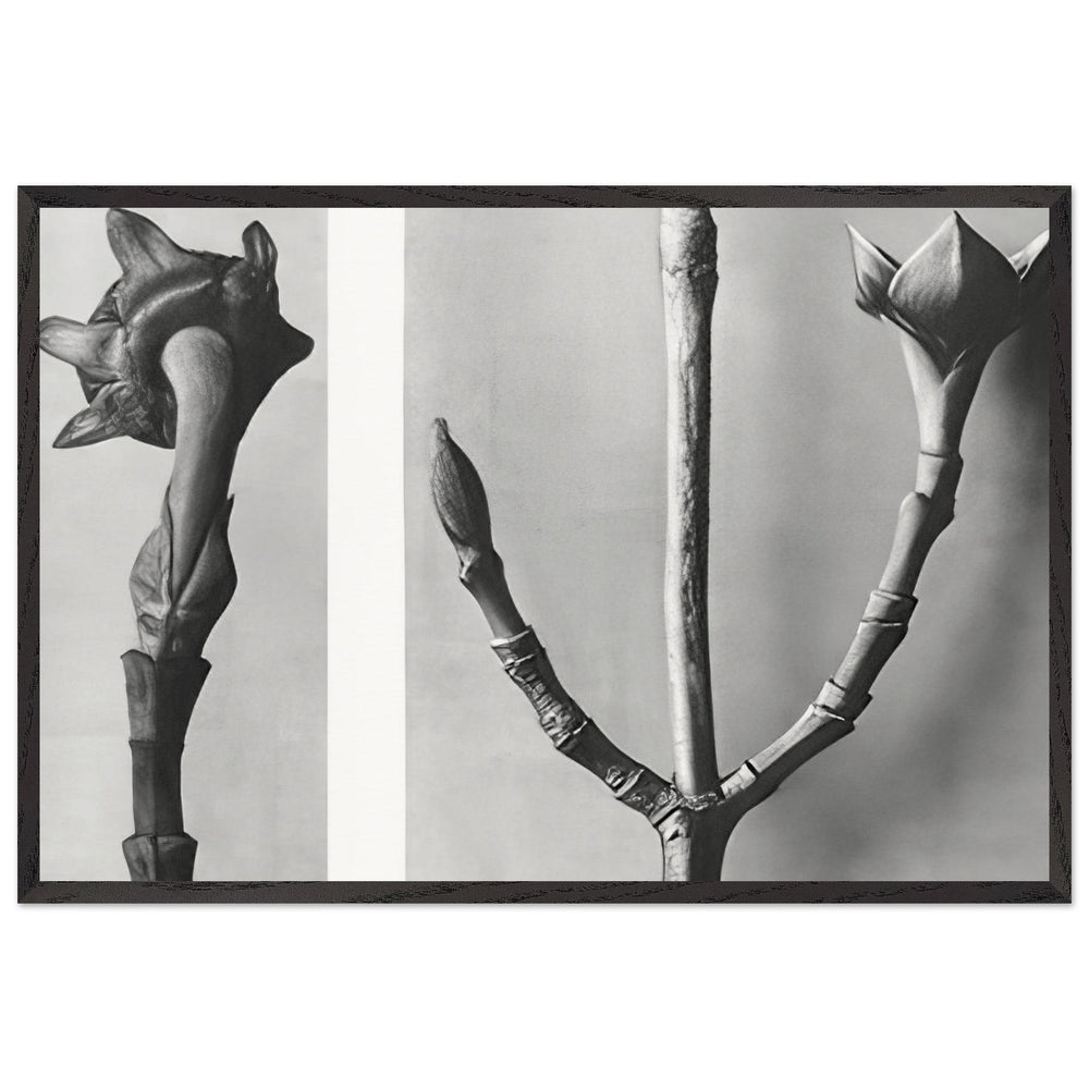 Art Forms in Nature 20 by Karl Blossfeldt, framed poster