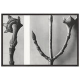 Art Forms in Nature 20 by Karl Blossfeldt, framed poster