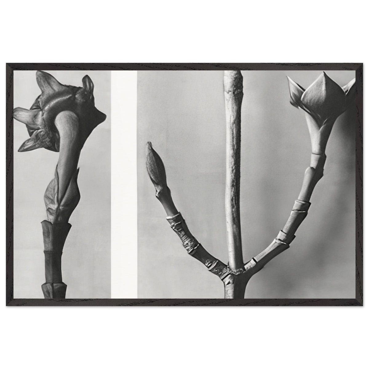 Art Forms in Nature 20 by Karl Blossfeldt, framed poster