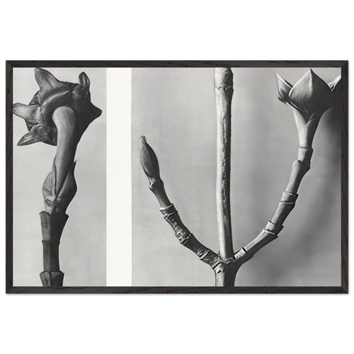Art Forms in Nature 20 by Karl Blossfeldt, framed poster