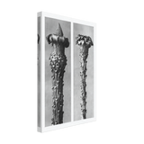 Art Forms in Nature 21 by Karl Blossfeldt, canvas, view 2