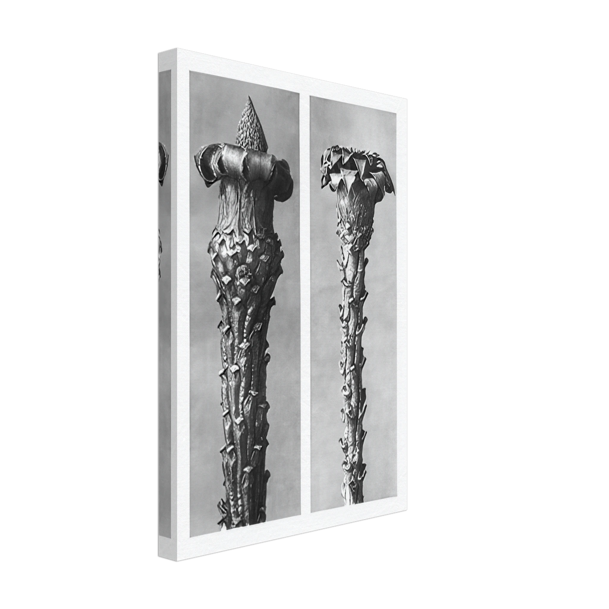 Art Forms in Nature 21 by Karl Blossfeldt, canvas, view 2
