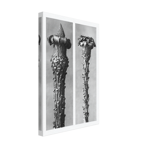 Art Forms in Nature 21 by Karl Blossfeldt, canvas, view 2