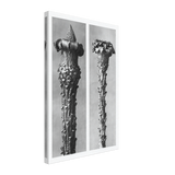 Art Forms in Nature 21 by Karl Blossfeldt, canvas