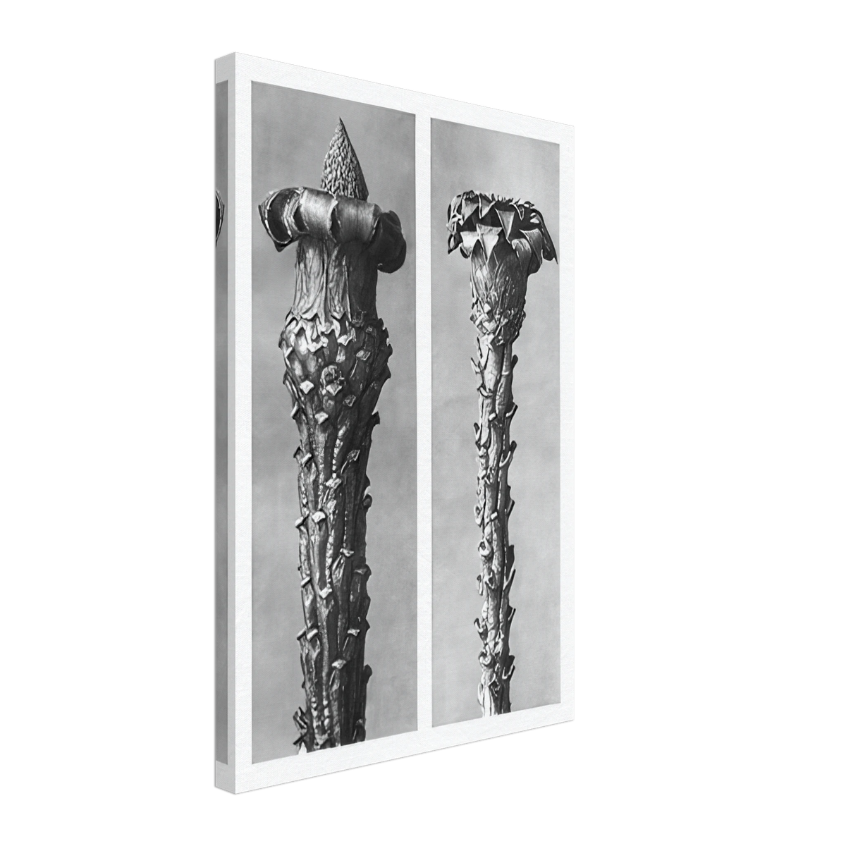 Art Forms in Nature 21 by Karl Blossfeldt, canvas
