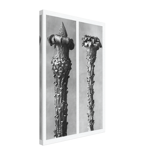 Art Forms in Nature 21 by Karl Blossfeldt, canvas