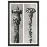 Art Forms in Nature 21 by Karl Blossfeldt, framed poster, view 2