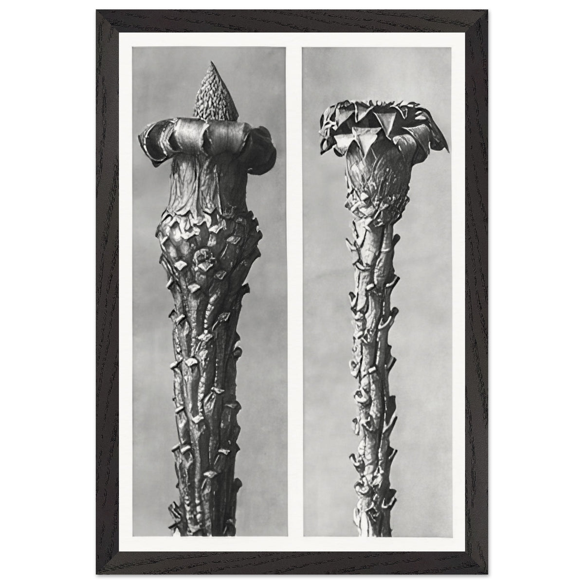 Art Forms in Nature 21 by Karl Blossfeldt, framed poster, view 2