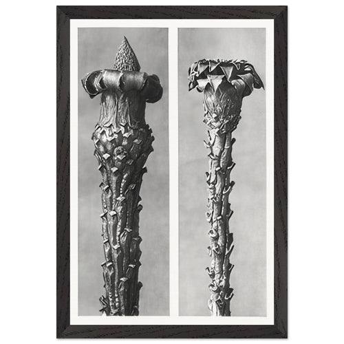 Art Forms in Nature 21 by Karl Blossfeldt, framed poster, view 2