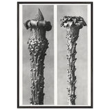 Art Forms in Nature 21 by Karl Blossfeldt, framed poster, view 3