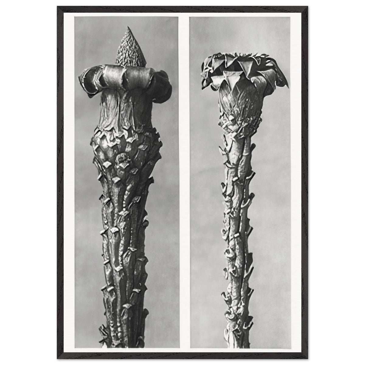 Art Forms in Nature 21 by Karl Blossfeldt, framed poster, view 3