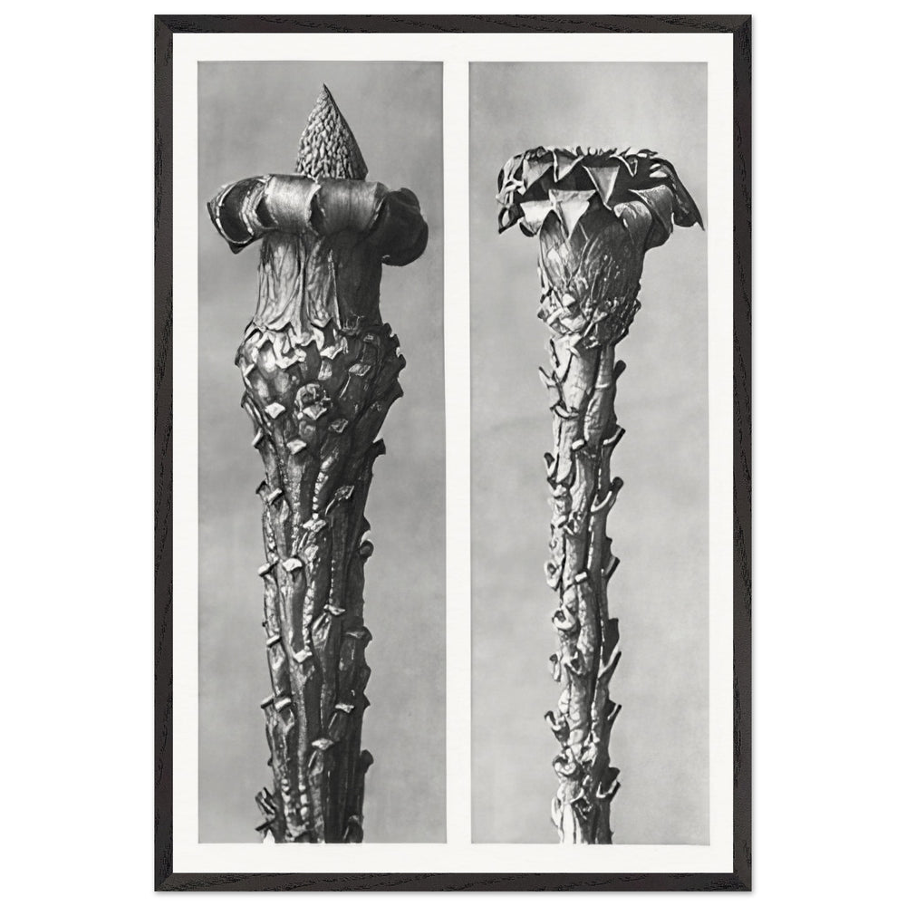 Art Forms in Nature 21 by Karl Blossfeldt, framed poster
