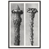 Art Forms in Nature 21 by Karl Blossfeldt, framed poster