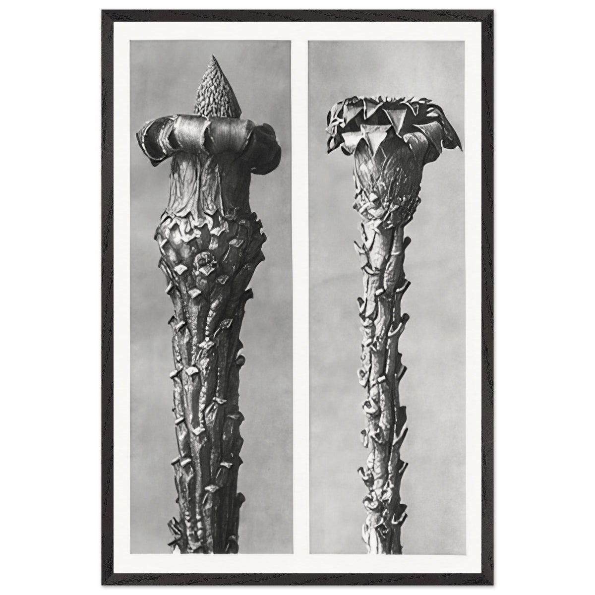 Art Forms in Nature 21 by Karl Blossfeldt, framed poster