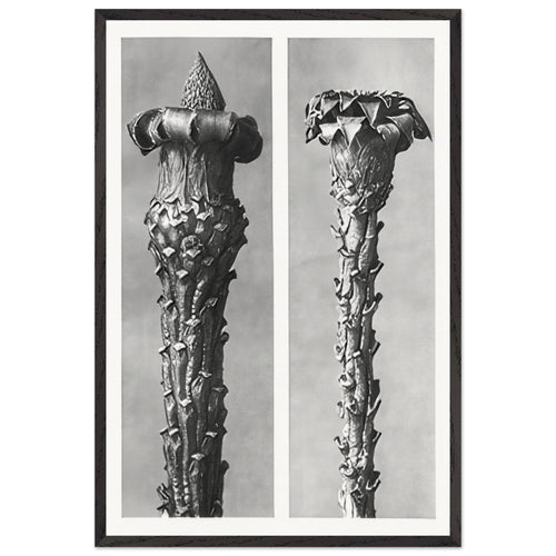Art Forms in Nature 21 by Karl Blossfeldt, framed poster
