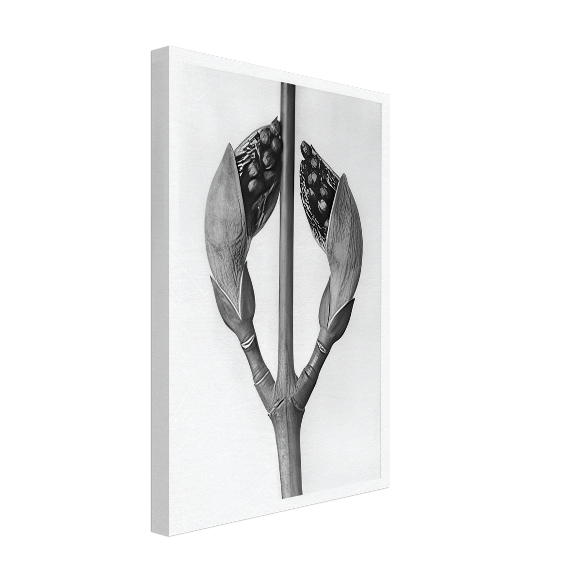 Art Forms in Nature 22 by Karl Blossfeldt, canvas, view 2