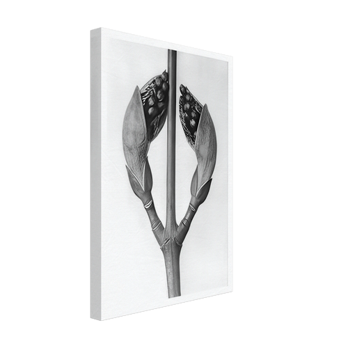 Art Forms in Nature 22 by Karl Blossfeldt, canvas, view 2
