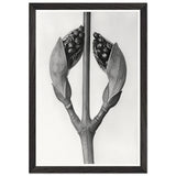 Art Forms in Nature 22 by Karl Blossfeldt, framed poster, view 2