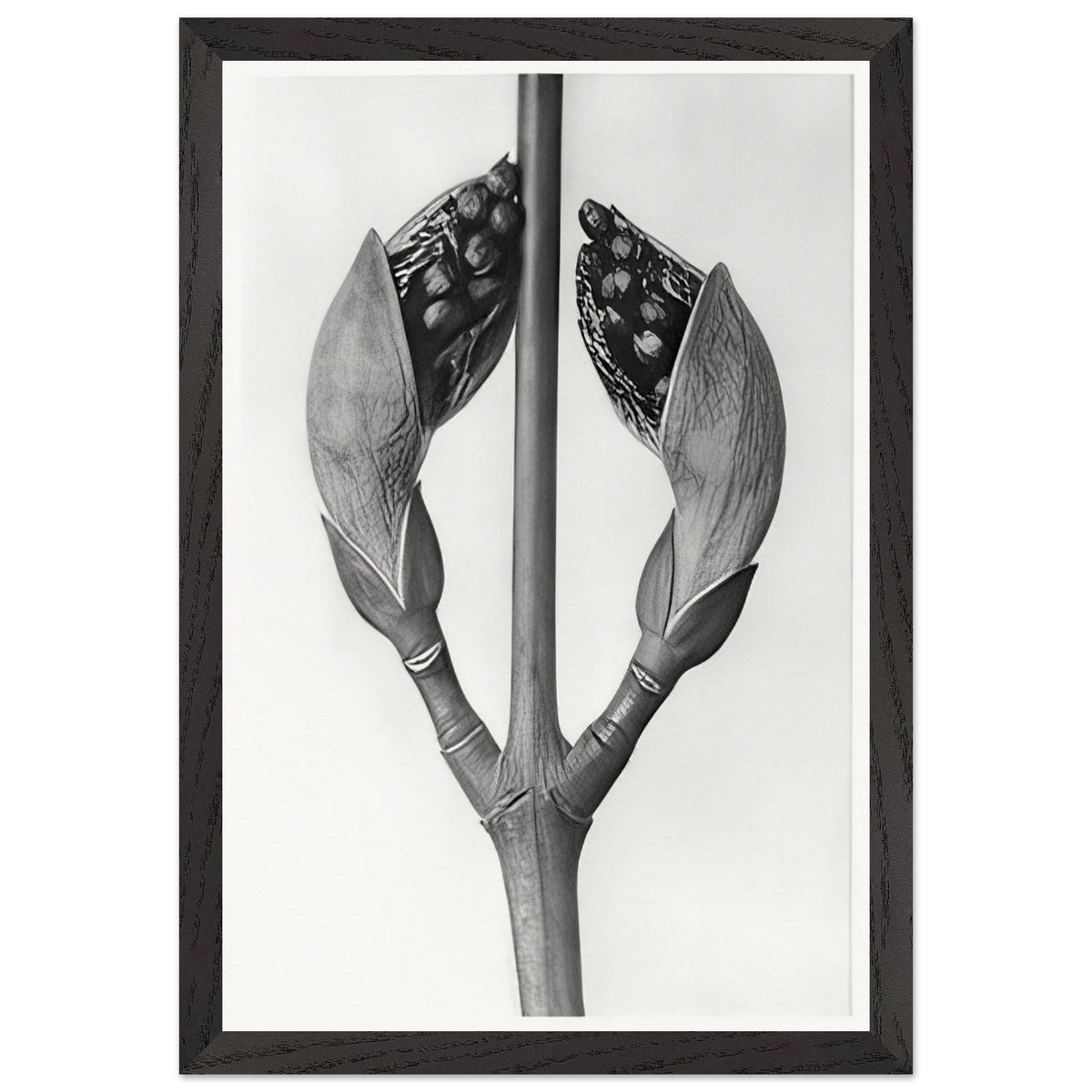 Art Forms in Nature 22 by Karl Blossfeldt, framed poster, view 2