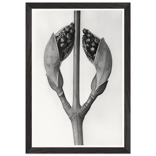 Art Forms in Nature 22 by Karl Blossfeldt, framed poster, view 2