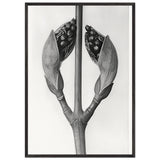 Art Forms in Nature 22 by Karl Blossfeldt, framed poster, view 3