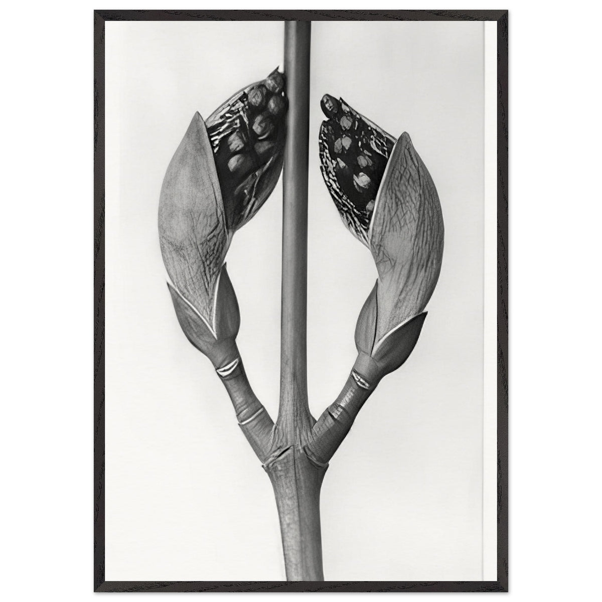 Art Forms in Nature 22 by Karl Blossfeldt, framed poster, view 3