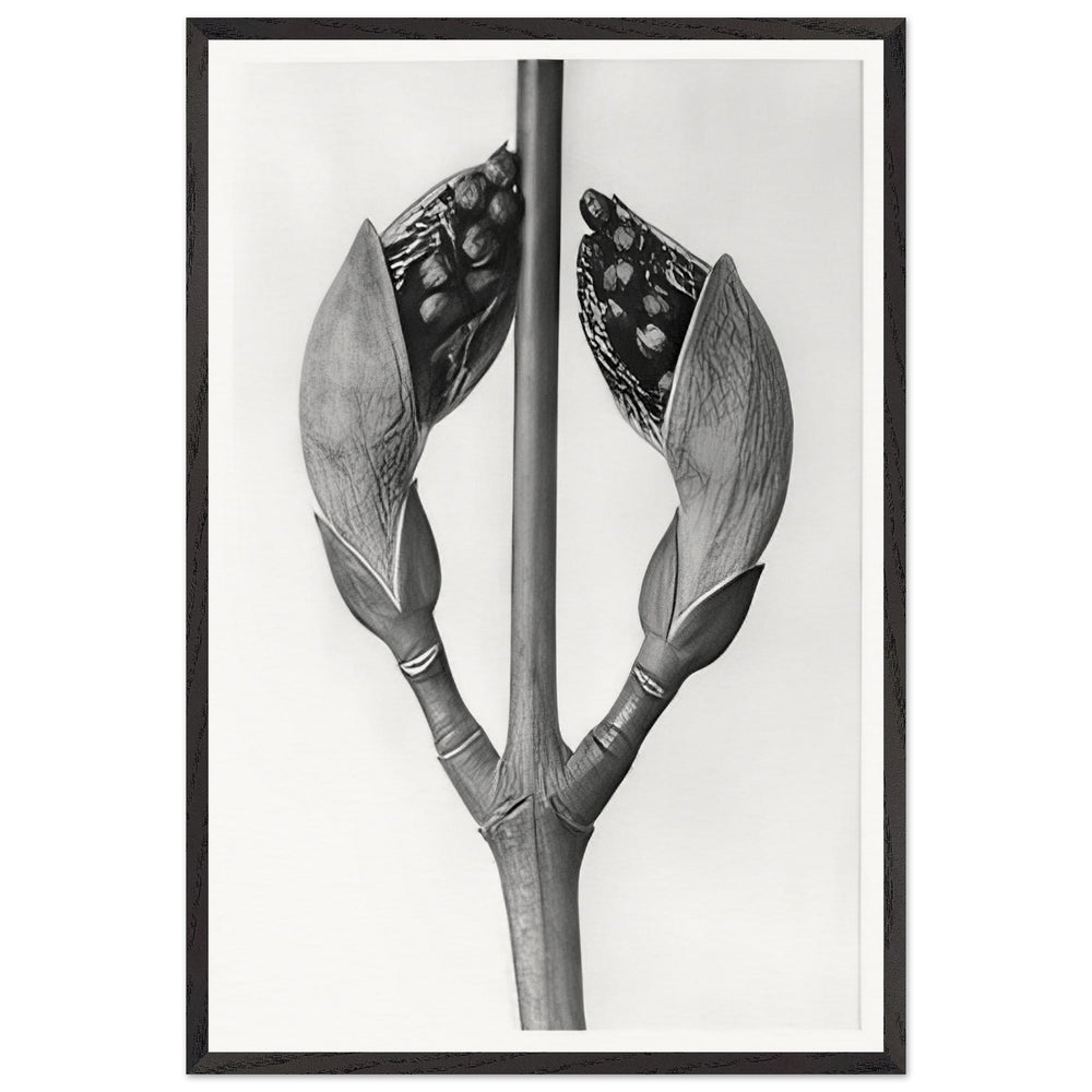Art Forms in Nature 22 by Karl Blossfeldt, framed poster