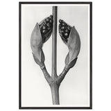 Art Forms in Nature 22 by Karl Blossfeldt, framed poster