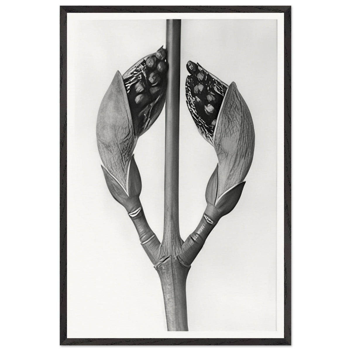 Art Forms in Nature 22 by Karl Blossfeldt, framed poster