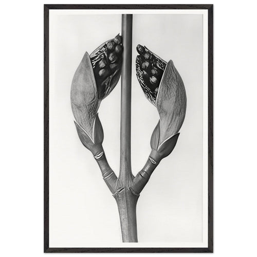 Art Forms in Nature 22 by Karl Blossfeldt, framed poster