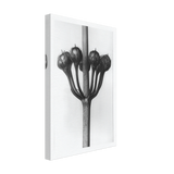 Art Forms in Nature 23 by Karl Blossfeldt, canvas, view 2
