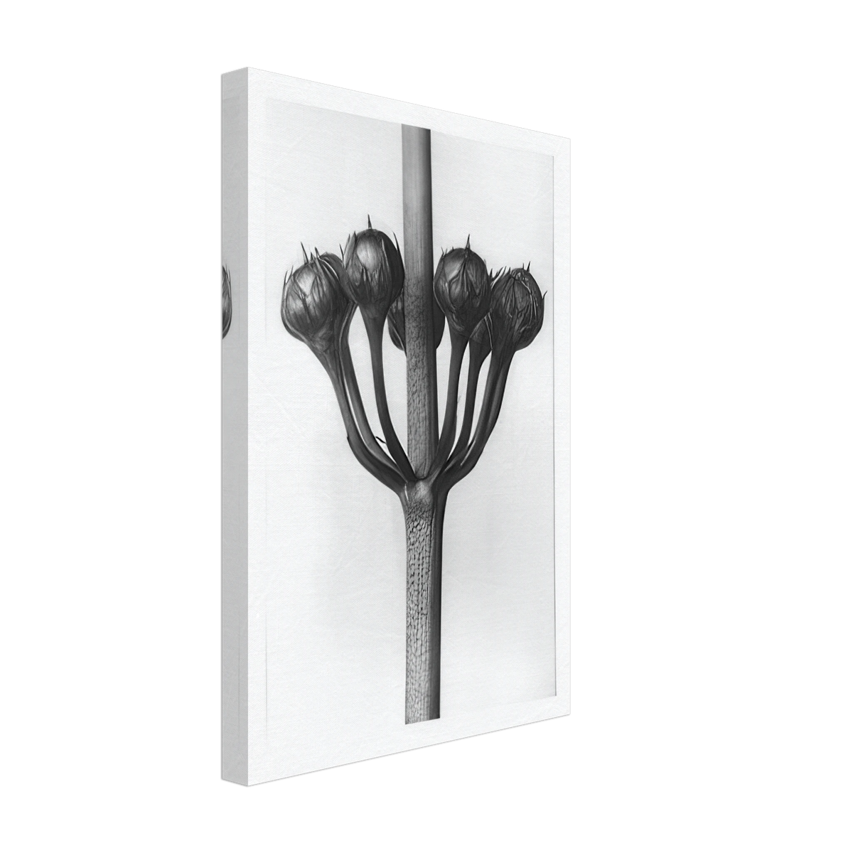 Art Forms in Nature 23 by Karl Blossfeldt, canvas, view 2