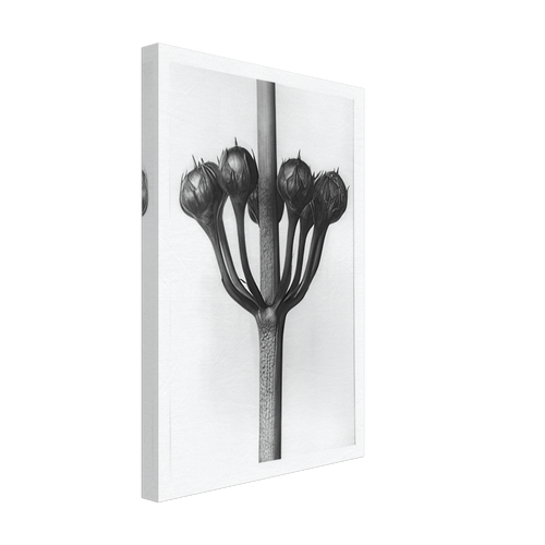 Art Forms in Nature 23 by Karl Blossfeldt, canvas, view 2