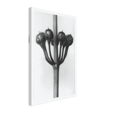 Art Forms in Nature 23 by Karl Blossfeldt, canvas