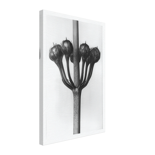 Art Forms in Nature 23 by Karl Blossfeldt, canvas