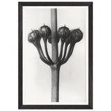 Art Forms in Nature 23 by Karl Blossfeldt, framed poster, view 2