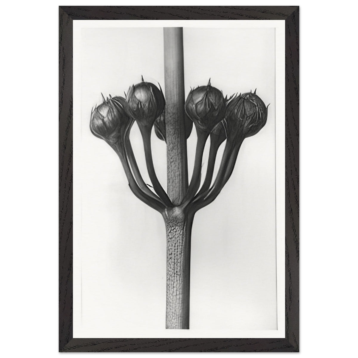 Art Forms in Nature 23 by Karl Blossfeldt, framed poster, view 2
