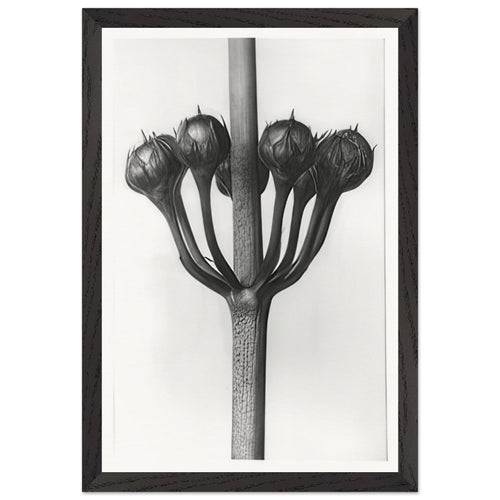 Art Forms in Nature 23 by Karl Blossfeldt, framed poster, view 2