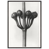 Art Forms in Nature 23 by Karl Blossfeldt, framed poster, view 3
