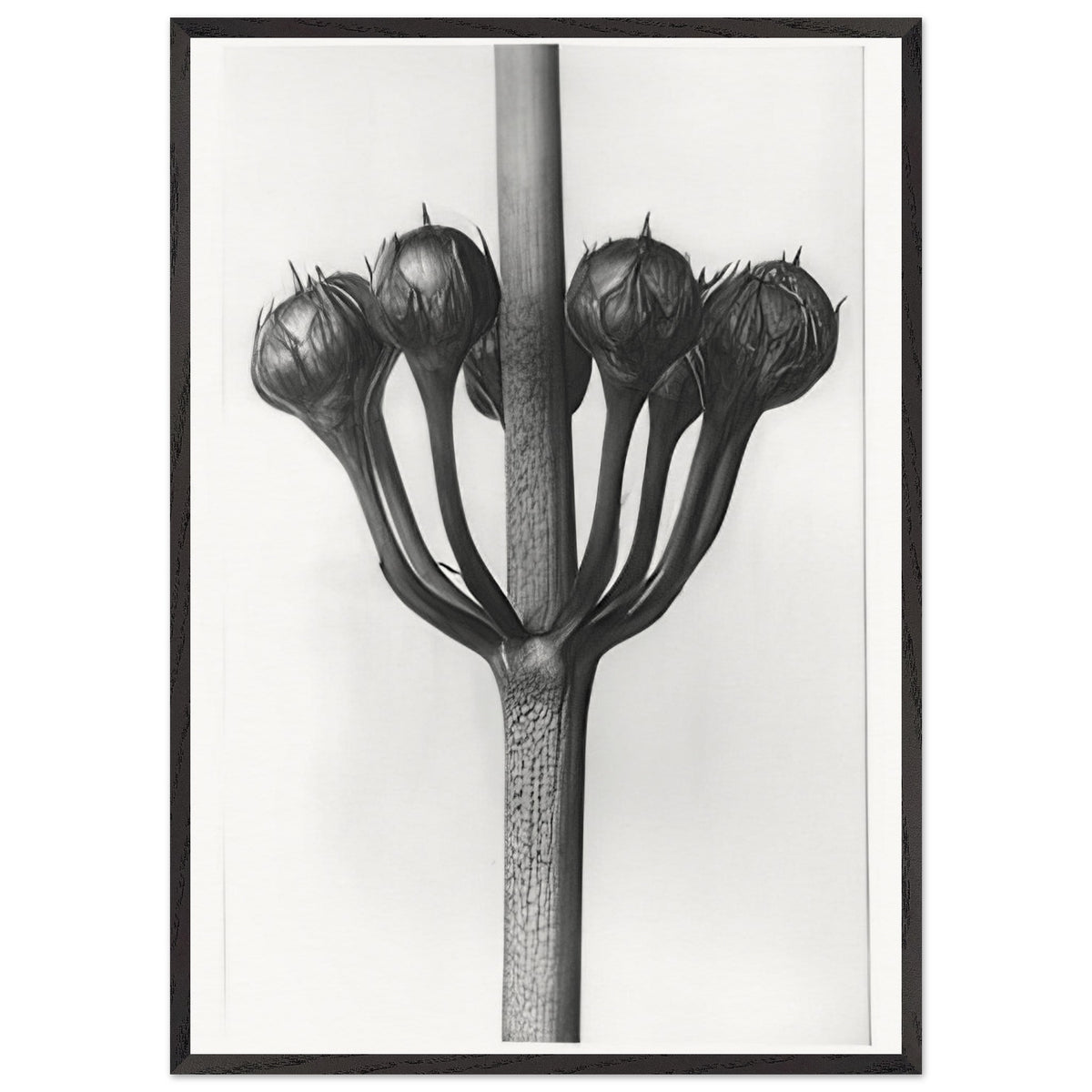 Art Forms in Nature 23 by Karl Blossfeldt, framed poster, view 3