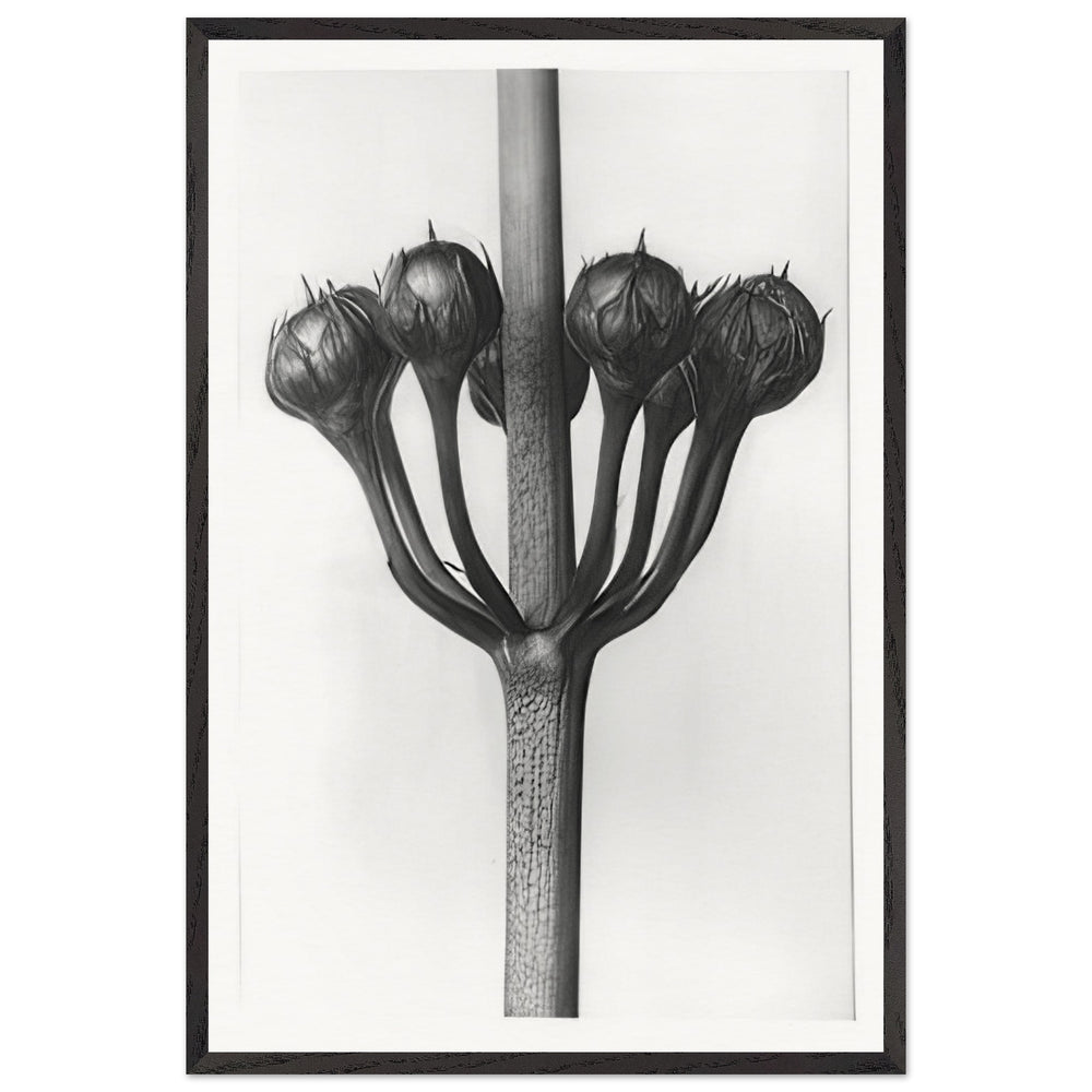 Art Forms in Nature 23 by Karl Blossfeldt, framed poster